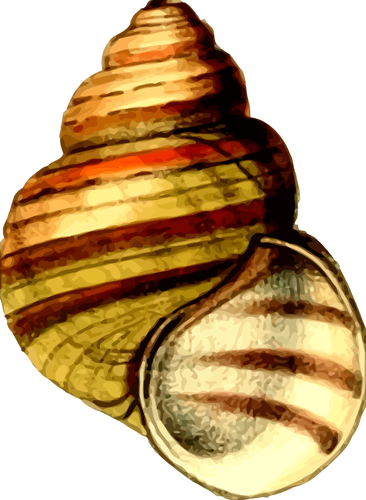 Barevné shell