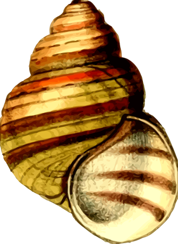 Coquille colorée