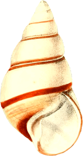 Shell with lines