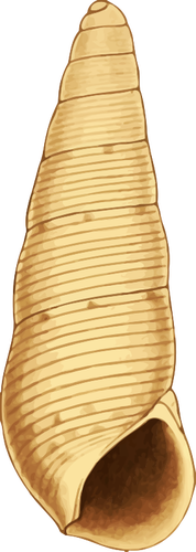 Ilustração da concha