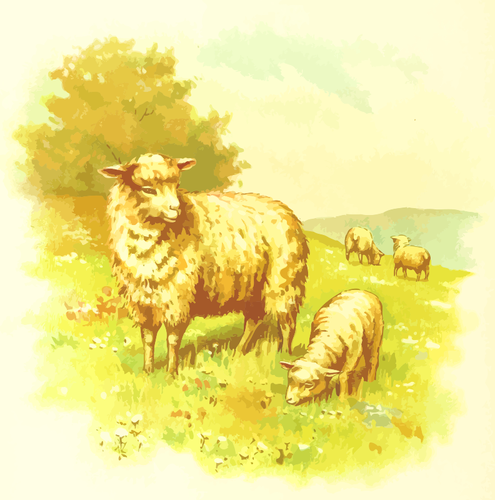 Sheep in a field