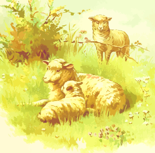 כבשים בשדה