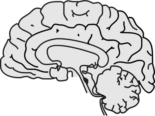 Imaginea vectorială gri creierului uman cu linie subtire negru