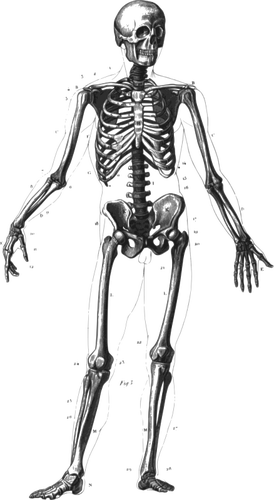 Ständiga mänskliga skelett vektorbild