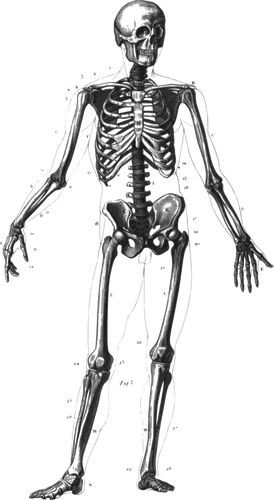 Permanent imagini vectoriale scheletul uman