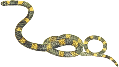 Strippet slange