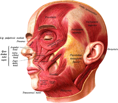 Obličejové svaly