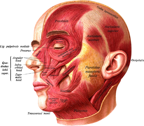 Face muscles