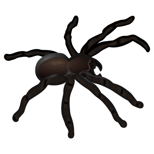 Araña negra