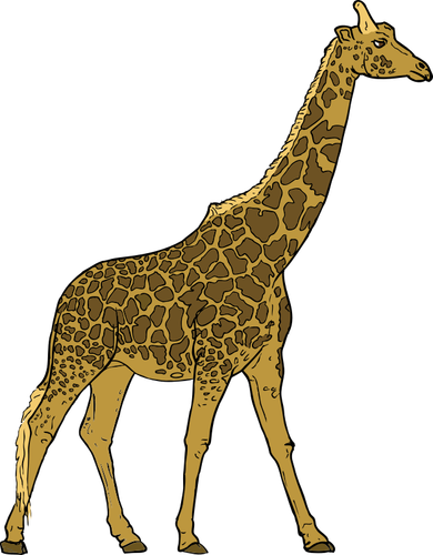 Giraffe image