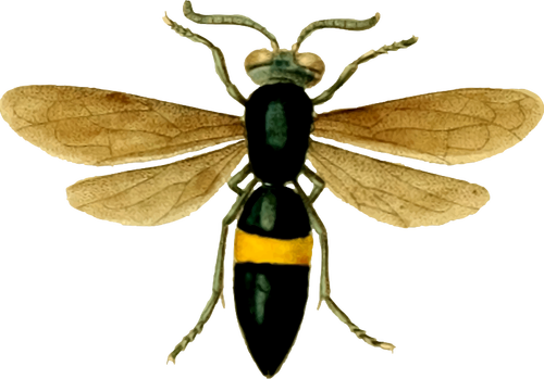 Obraz z muchą