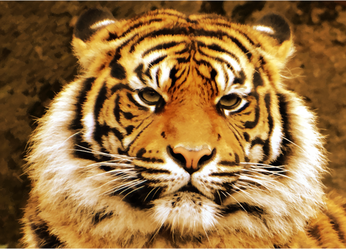52+ Gambar Wajah Harimau Marah HD