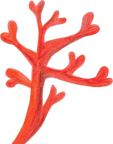 Красный коралл