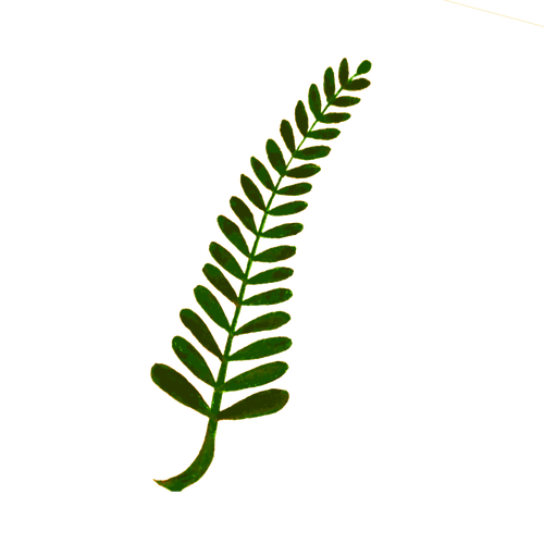 Twiggy plant