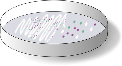 Chromogenní média s collonies na desce Vektor Klipart