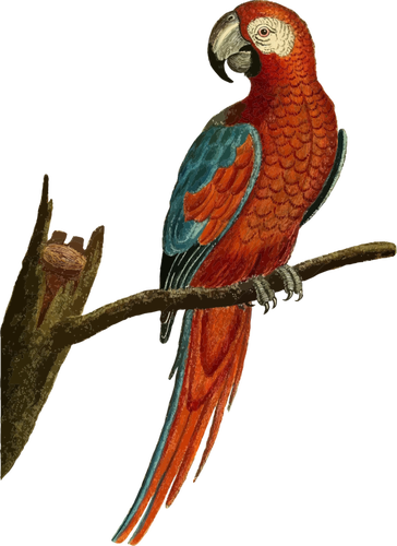 Papegøye vektor image