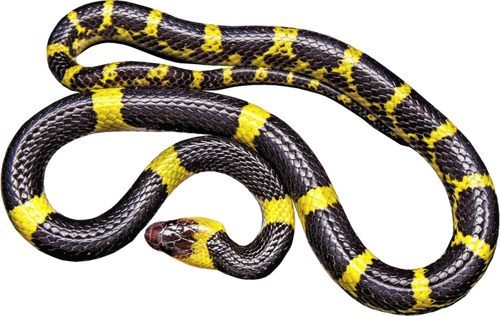 Žlutá a černá had