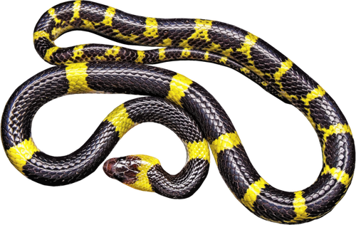 Yellow and black snake