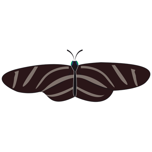 Vector drawing of zebra butterfly