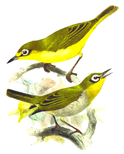 Two yellow birds