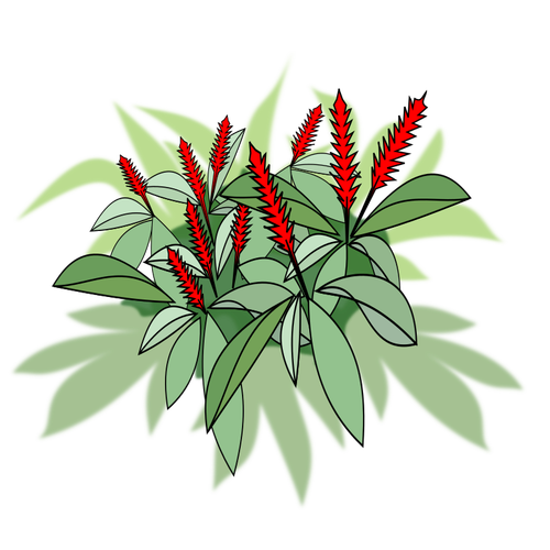 La plante avec fleurs rouges