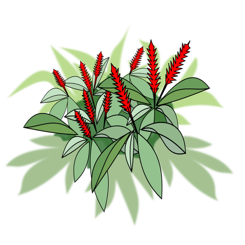 Plant with red flowers