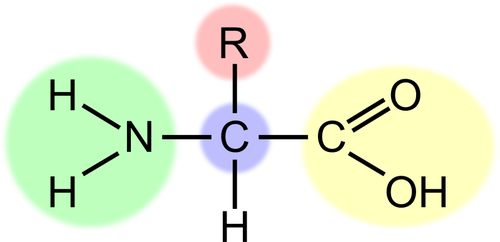 Векторное изображение схемы амино кислоты