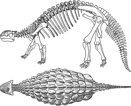 Gráficos vectoriales esqueleto Ankylosaurus