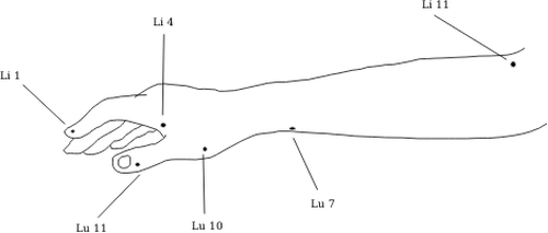 Fore arm diagram vector image