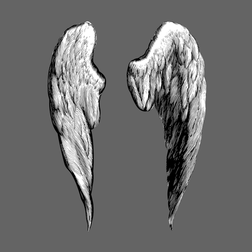 Vektorové kreslení dvou ptačích křídel pokryté peřím