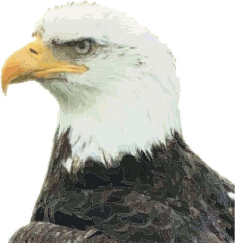 Bald eagle