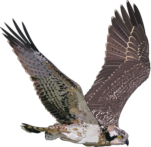 Western Osprey dalam penerbangan ilustrasi