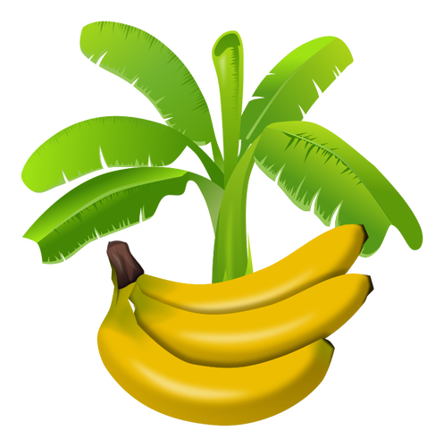 نبات الموز الملون مع الفواكه أدناه الرسومات