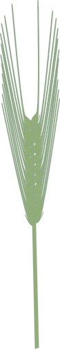 Jęczmień roślina wektor clipart