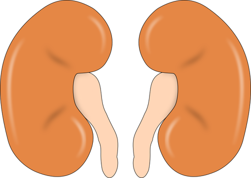 Ilustración de riñones