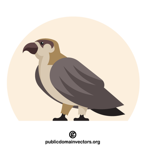 Bird falcon