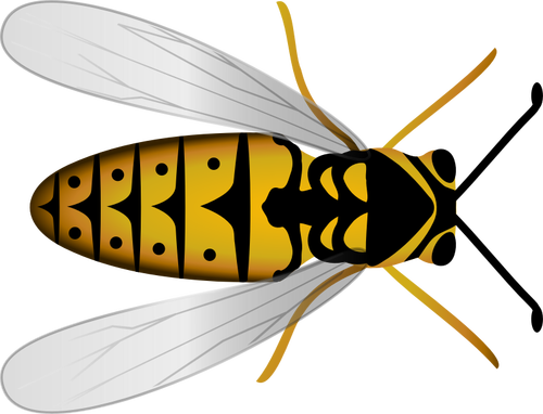 Bee: pohled shora