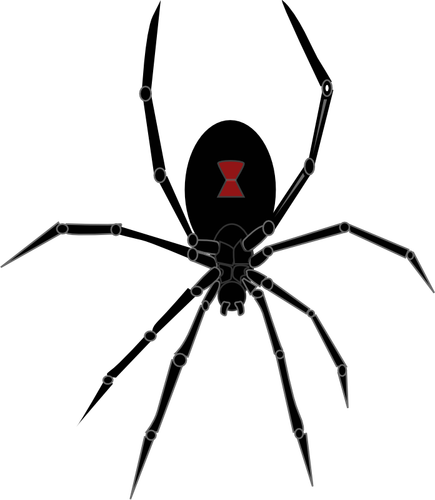 Black widow spider vector graphics