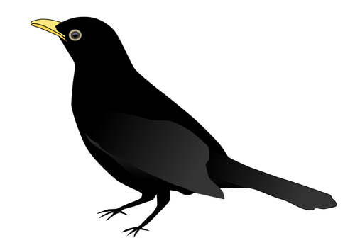 Blackbird ayakta vektör küçük resim