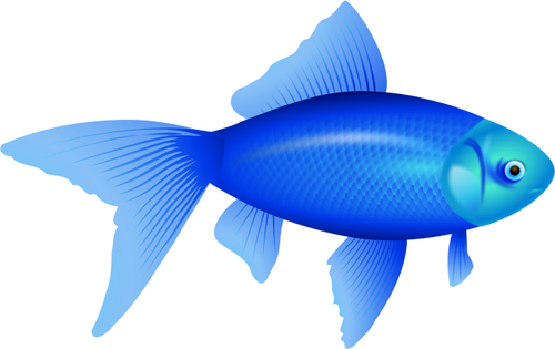 Vector illustration of blue goldfish