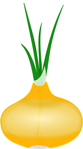 Zwiebel mit seiner Blätter-Vektor-ClipArt