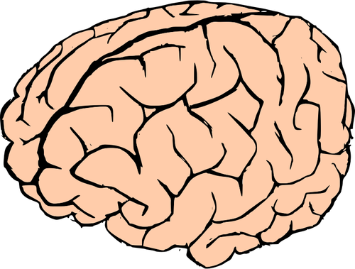 Vector drawing of human brain in pink and black