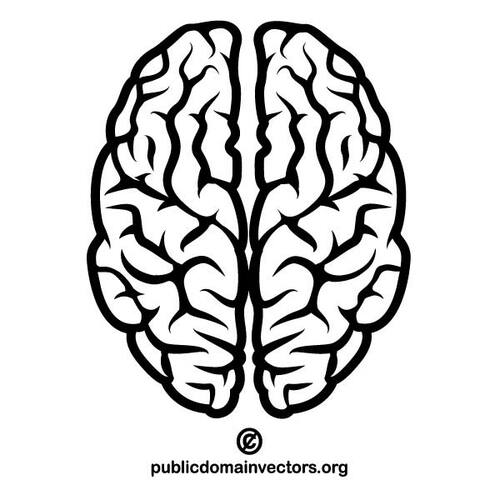 人間の脳のベクトル画像