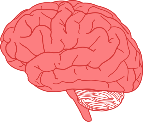 Vector drawing of side view of human brain in red