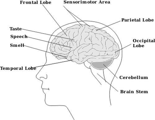 Vector image of parts of human brain diagram
