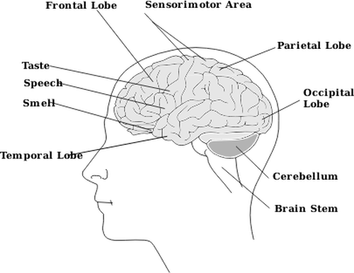 Vektorový obrázek části lidského mozku diagramu