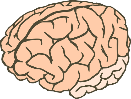 Vector clip art of human brain in 2 colors