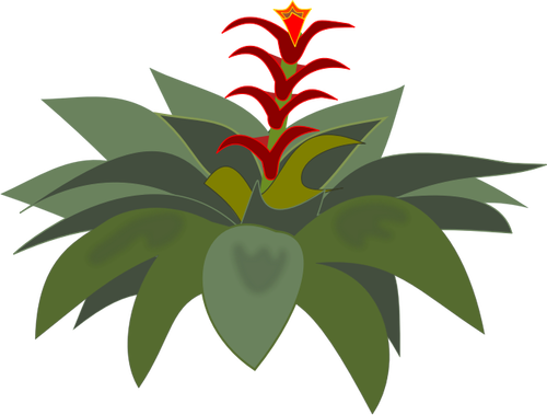 Bromelia פרחה