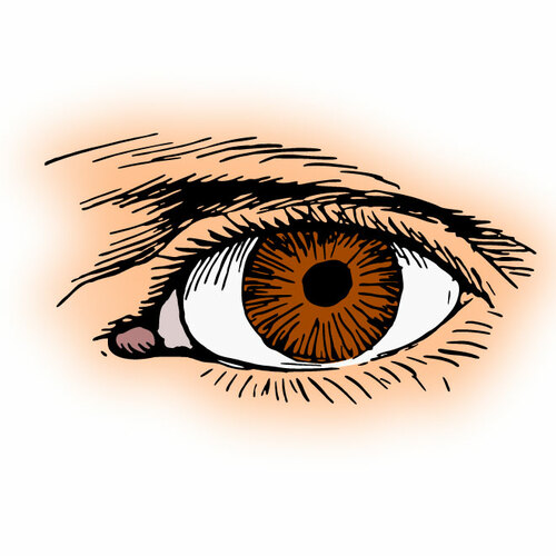 Cara humana de ojos marrones | Vectores de dominio público