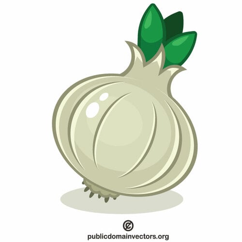 Onion bulb